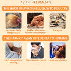 Κάρτα ταχείας δοκιμής αντιγόνου υποτύπου γρίπης των πτηνών (H7) προμηθευτής